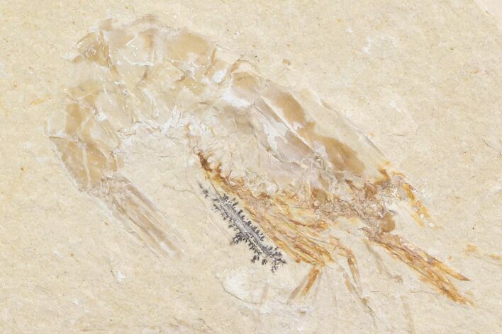 Cretaceous Fossil Shrimp - Lebanon #74540